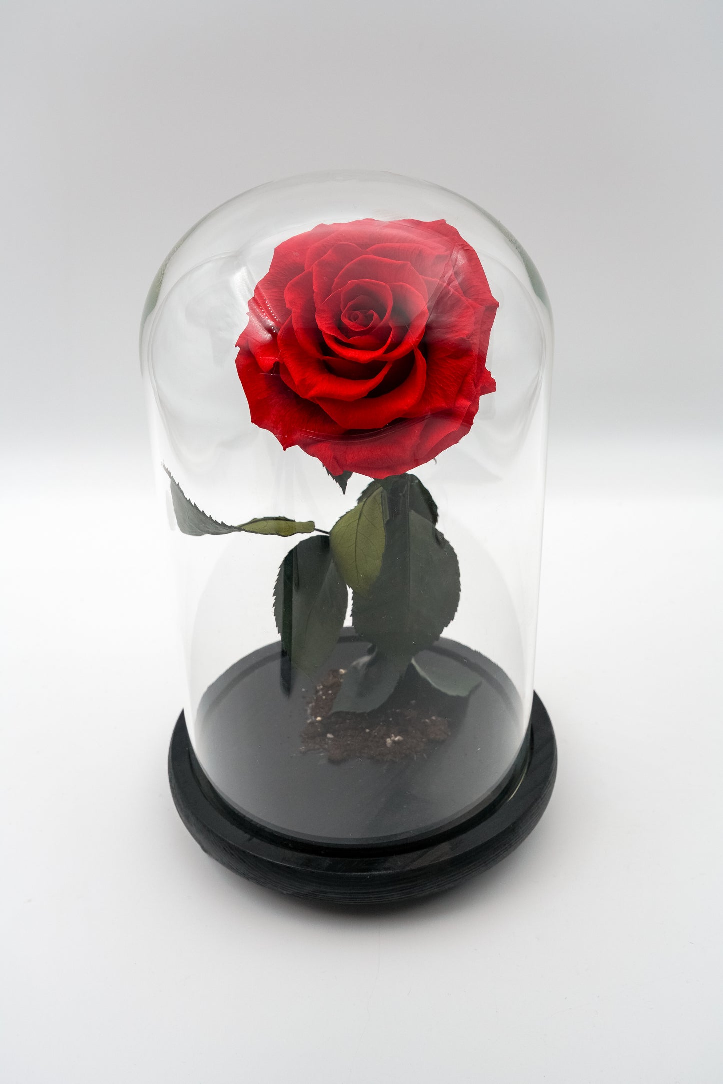 Beauty & The Beast Dome