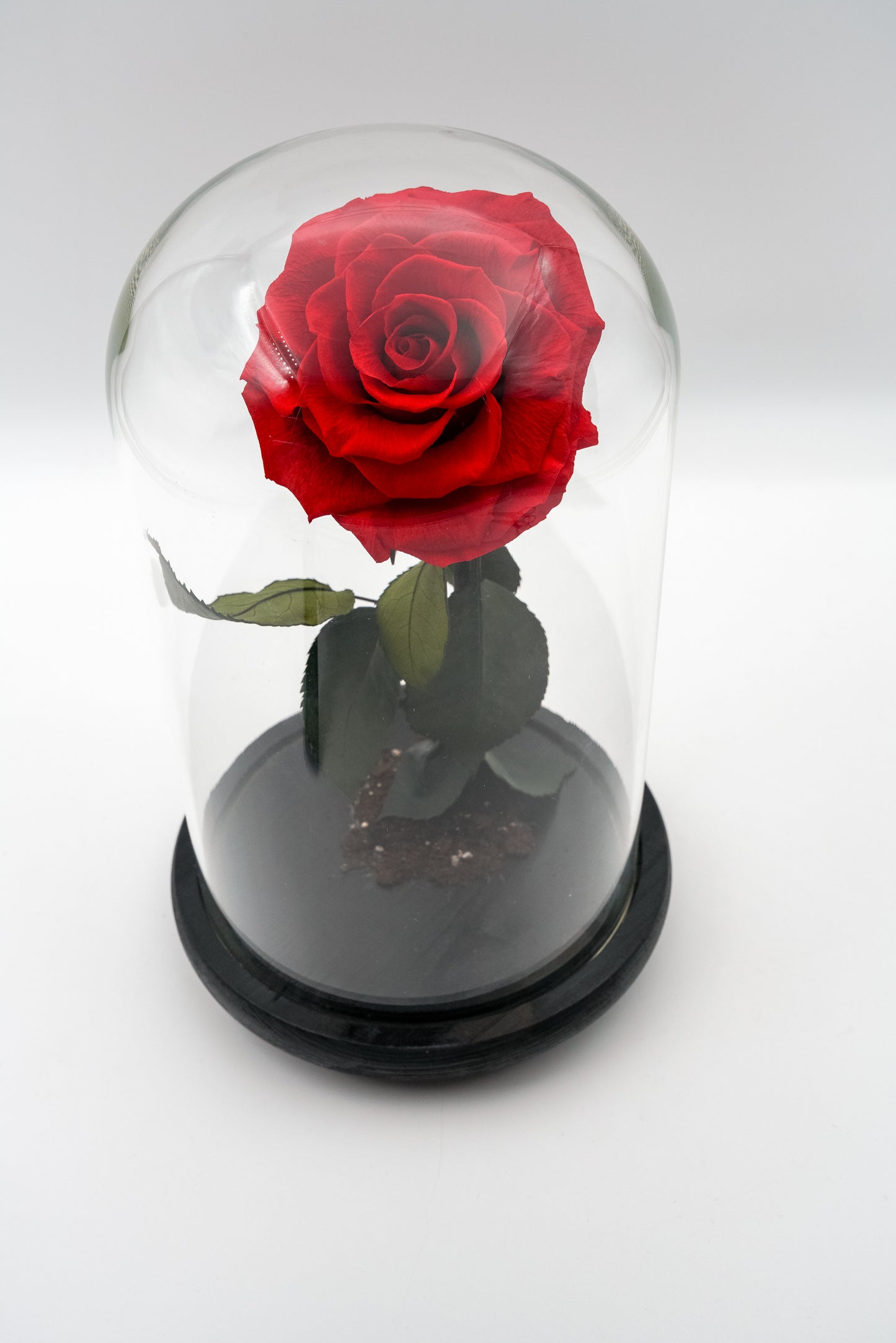 Beauty & The Beast Dome