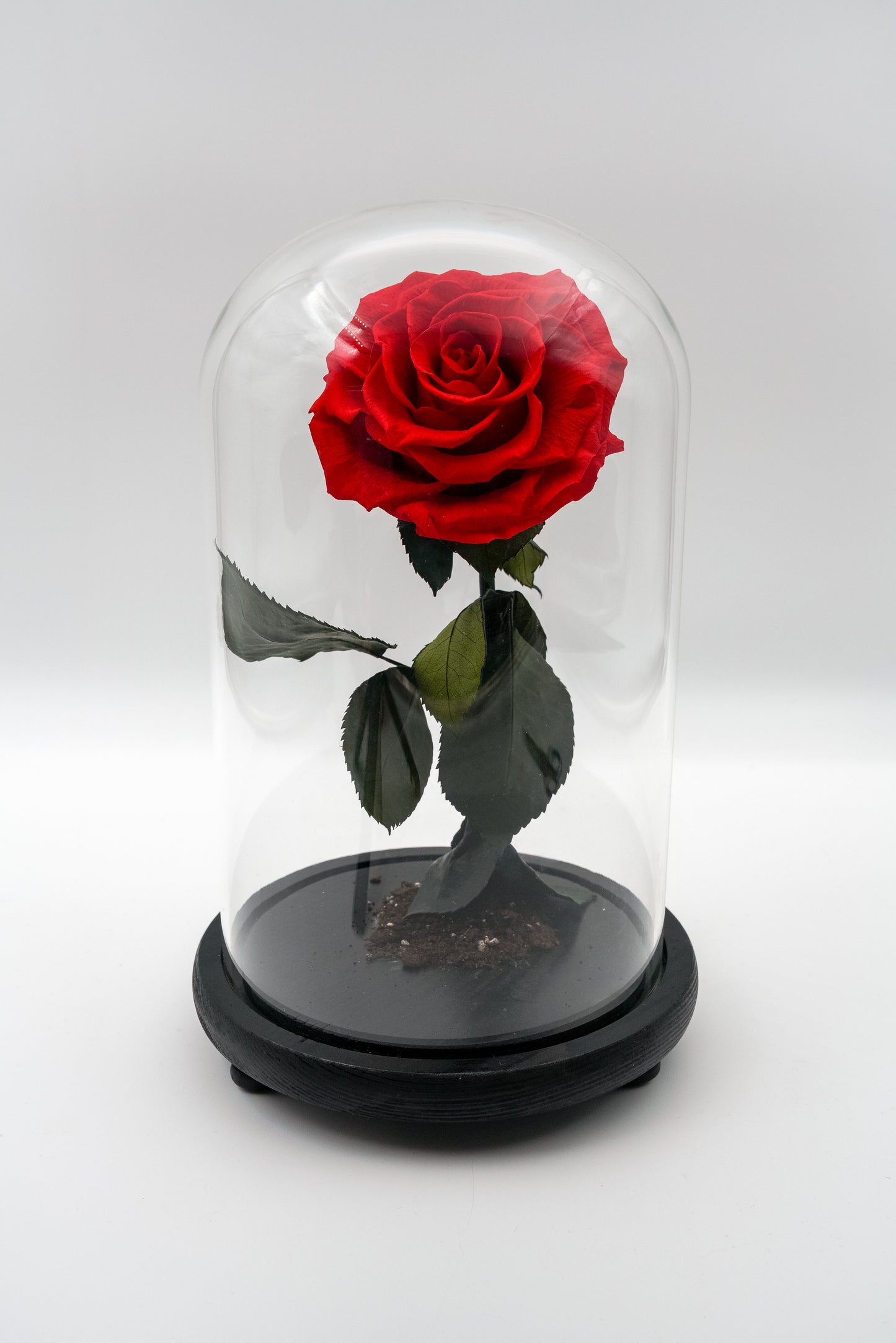 Beauty & The Beast Dome
